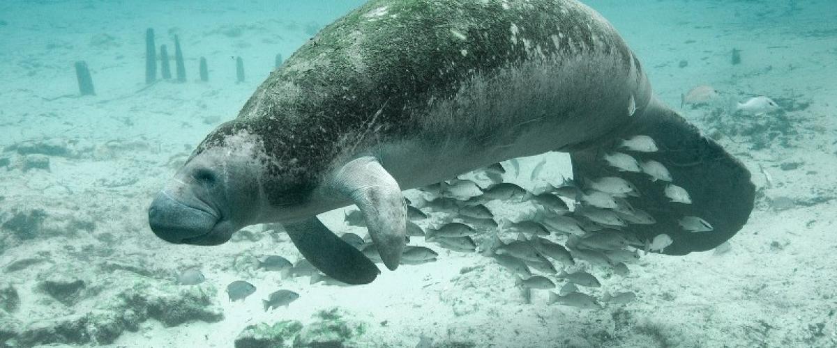 Marée rouge : nombre record de décès de lamantins enregistrés cette année