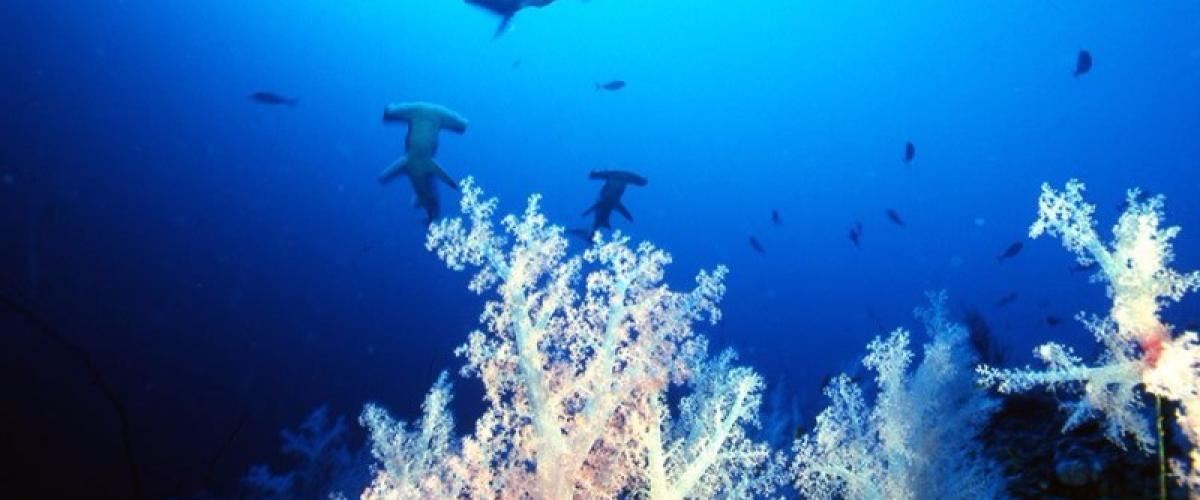 Protect Sharks and Rays of The Red Sea