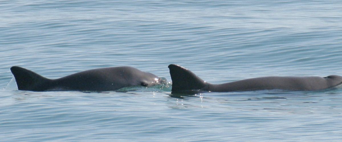 ALERTE VAQUITAS: RISQUE DE DISPARITION IMMINENT