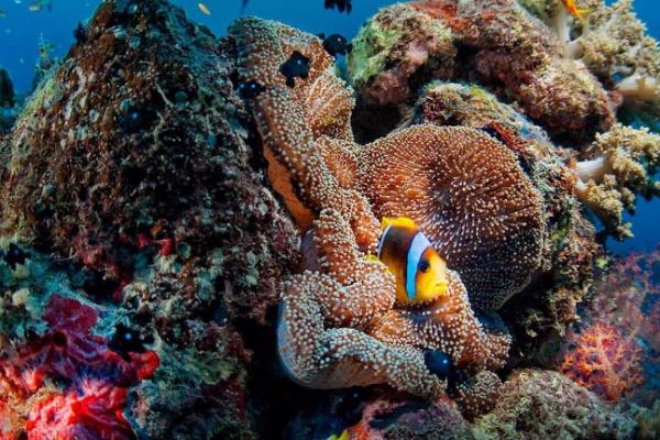 Les choix de COUSTEAU récompensés