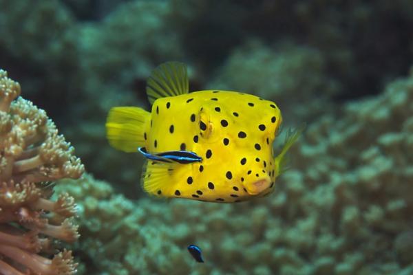 Weekend Cousteau, Danube 2: Le rêve de Charlemagne