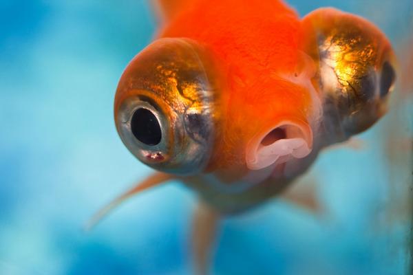 Pourquoi les poissons n’ont-ils pas de paupières ?