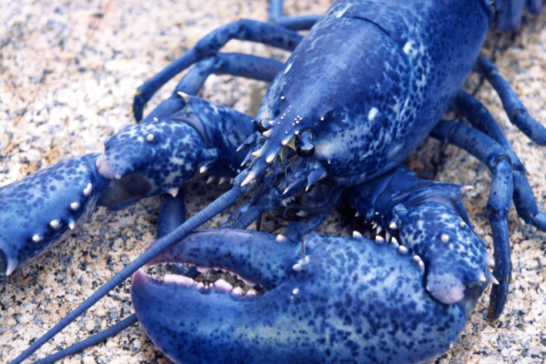 Quel taille les homards peuvent-ils atteindre ? 