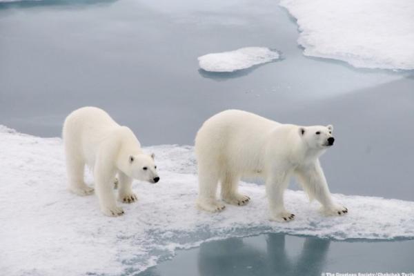 The Cousteau Team in the 3rd Symposium “Polar bears and the Arctic environment“ at UNESCO Headquarters