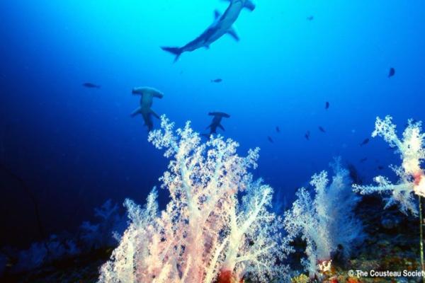 Ecuador seized around 200000 shark fins