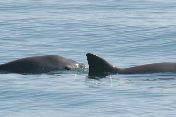 ALERTE VAQUITAS: RISQUE DE DISPARITION IMMINENT