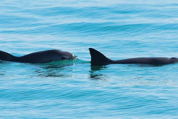 Conservation de la Vaquita au Mexique