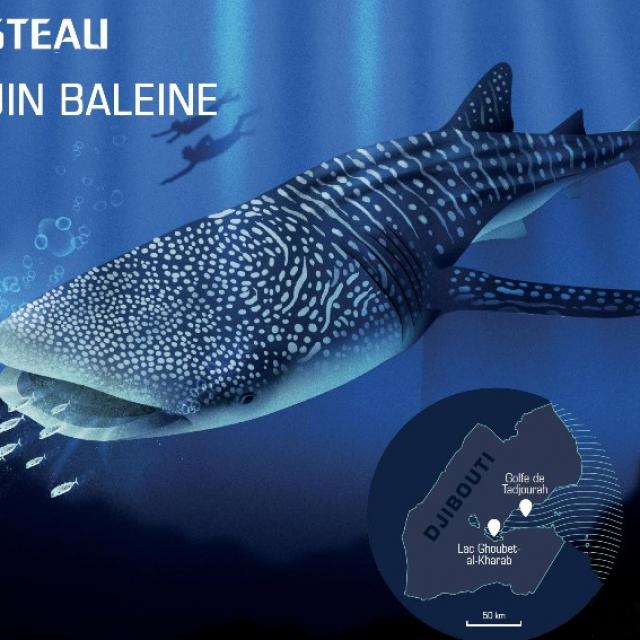 Guide d’écotourisme responsable : Requin-baleine